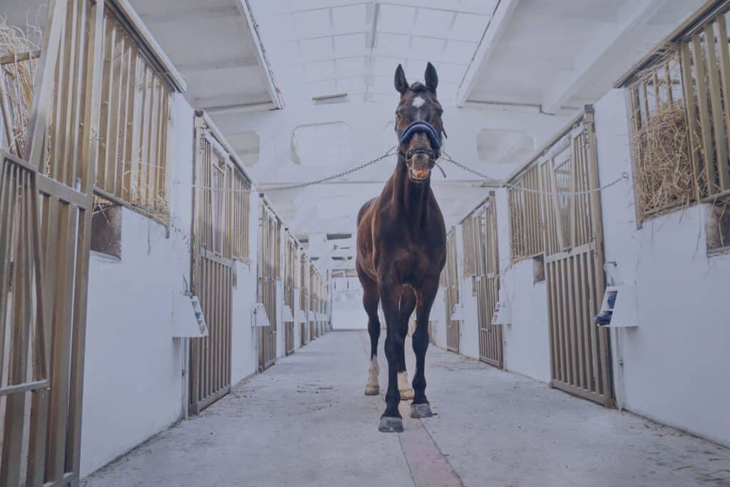 équipements personnalisés pour chevaux