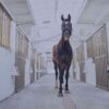 équipements personnalisés pour chevaux