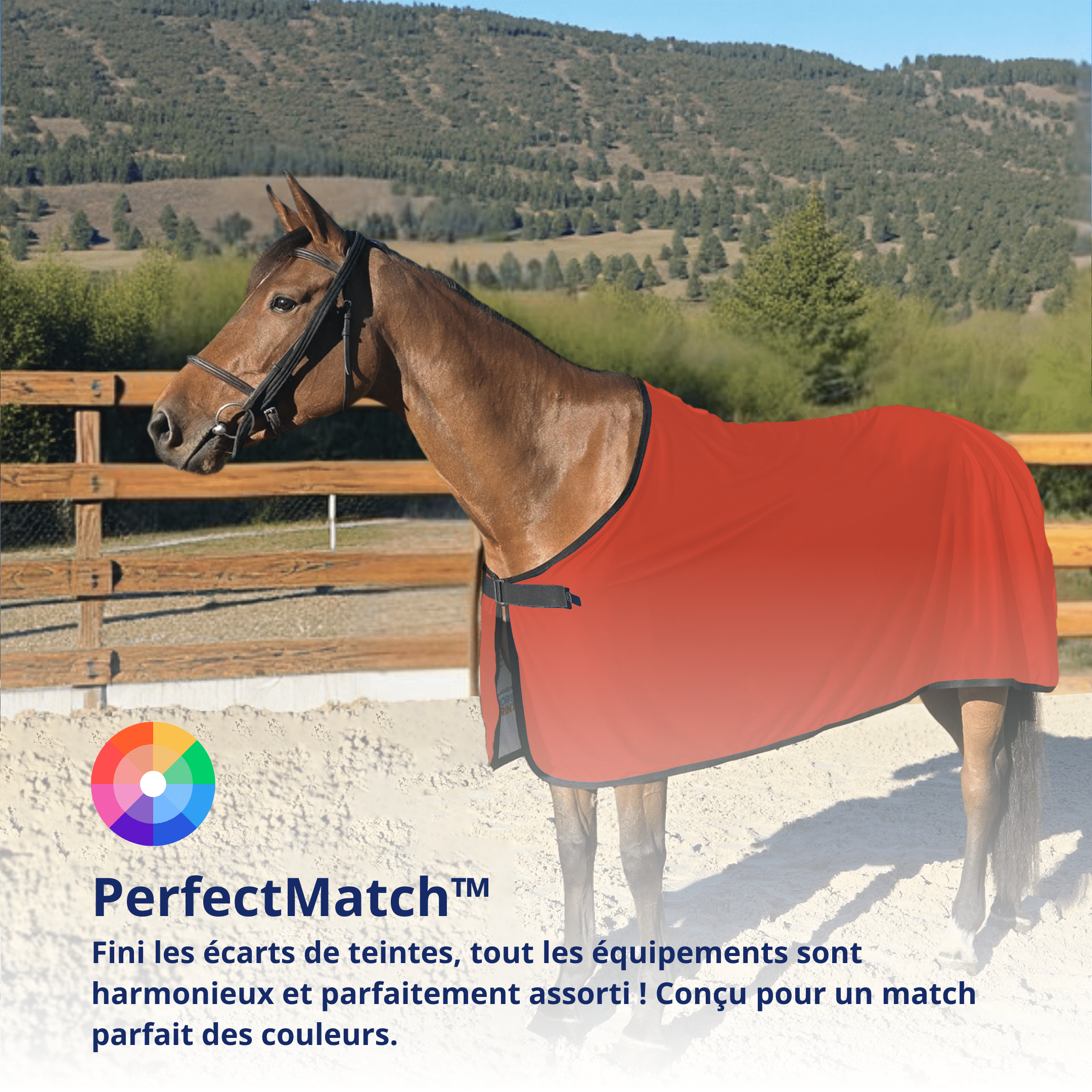 Chemise pour cheval Grand Prix Eco Dry 4